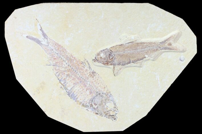 Pair Of Large, Detailed Knightia Fossil Fish - Wyoming #86525